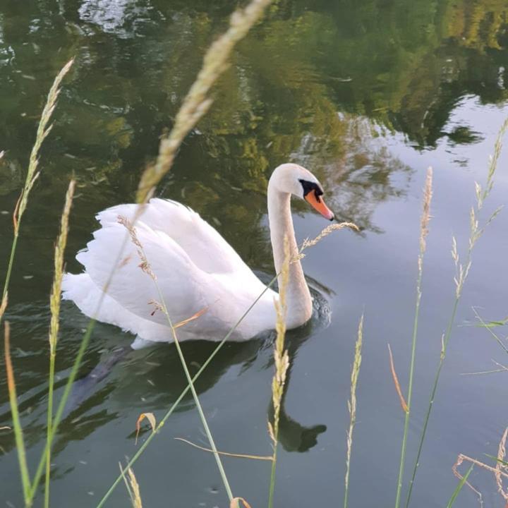 De Vliegende Vlinder Bed & Breakfast Nederweert Dış mekan fotoğraf