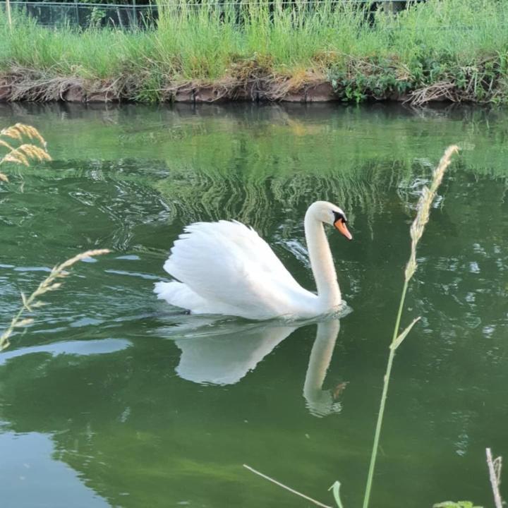 De Vliegende Vlinder Bed & Breakfast Nederweert Dış mekan fotoğraf