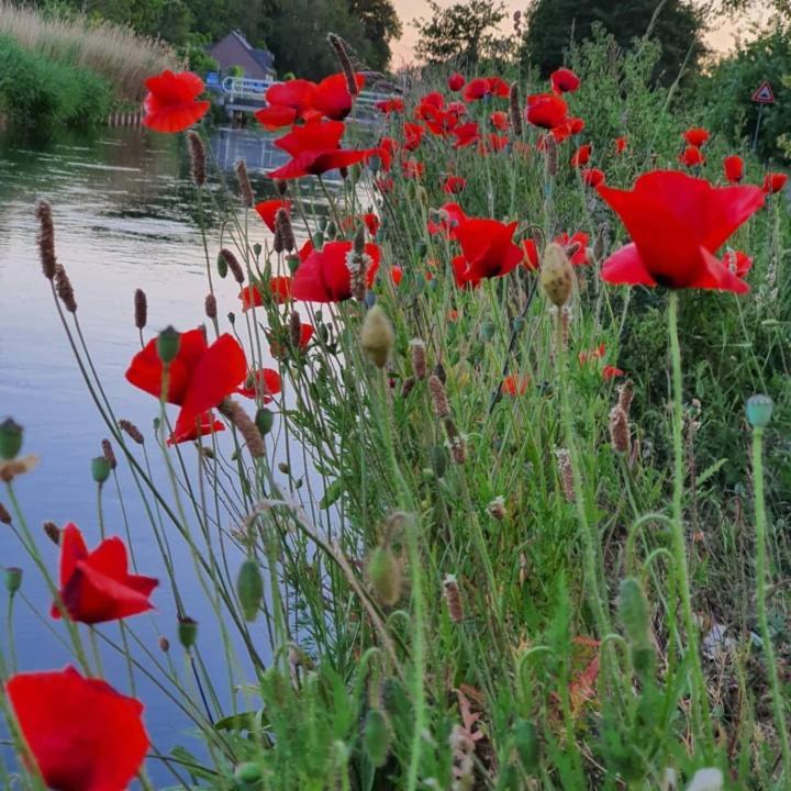 De Vliegende Vlinder Bed & Breakfast Nederweert Dış mekan fotoğraf