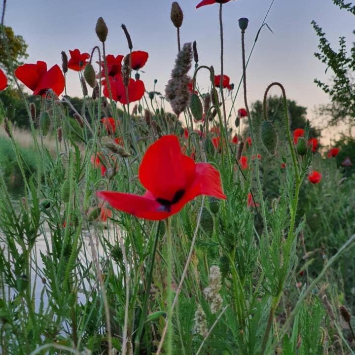 De Vliegende Vlinder Bed & Breakfast Nederweert Dış mekan fotoğraf