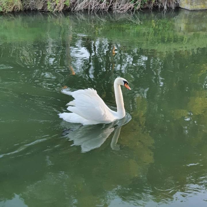 De Vliegende Vlinder Bed & Breakfast Nederweert Dış mekan fotoğraf