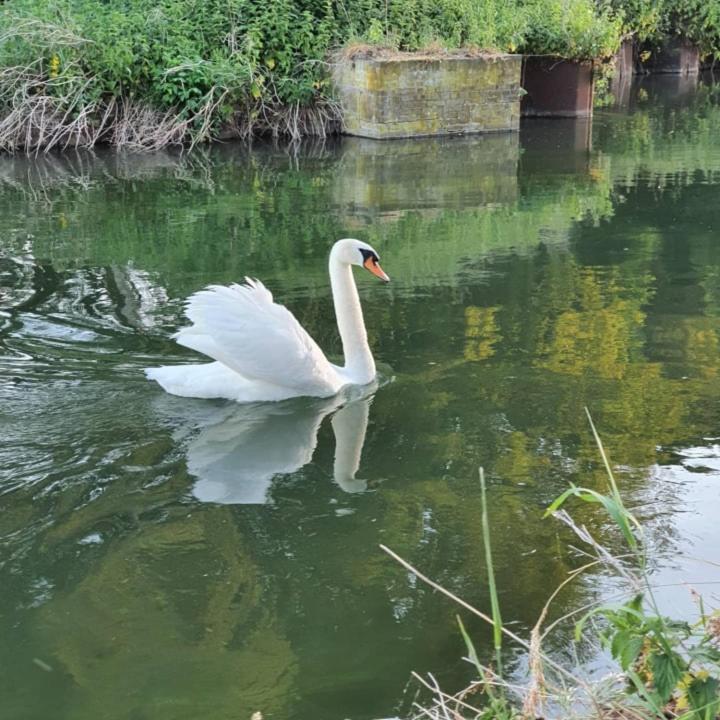 De Vliegende Vlinder Bed & Breakfast Nederweert Dış mekan fotoğraf